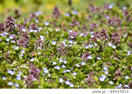 ヒメオドリコソウとオオイヌノフグリの野原 ヒメオドリコソウとオオイヌノフグリの野原 88434913