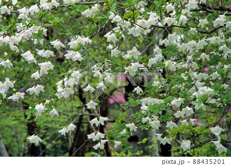 五葉つつじ 88435201