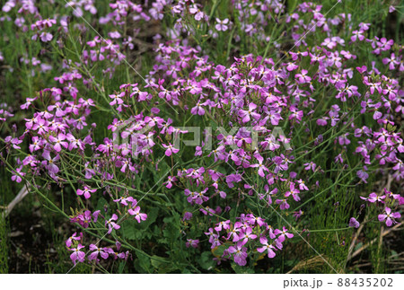 アサギ大根 88435202