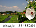 土手に咲く、初夏の葵 88435264