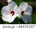 白い二輪の葵 88435267