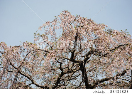 桜の木 88435323