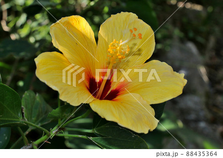 屋久島の可憐な花 黄色のハイビスカス 屋久島の可憐な花 黄色のハイビスカス 88435364
