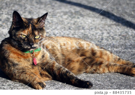 見つめるサビ猫 88435735