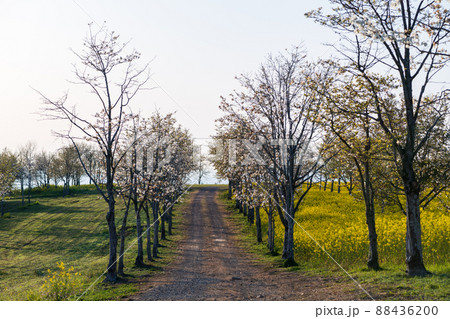 西原村の草原に咲き誇る菜の花の満開の風景 西原村の草原に咲き誇る菜の花の満開の風景 88436200