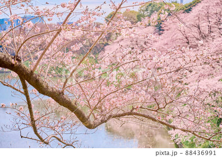 千鳥ヶ淵の春 桜 千鳥ヶ淵の春 桜 88436991