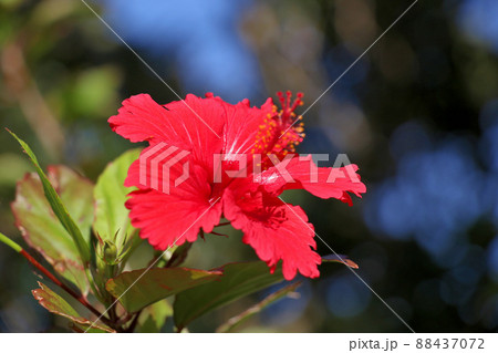 屋久島の可憐な花　赤いハイビスカス 88437072