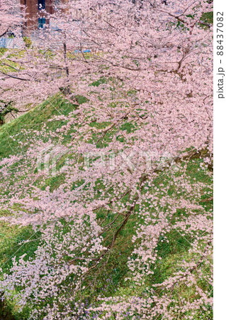 千鳥ヶ淵の春 桜 千鳥ヶ淵の春 桜 88437082