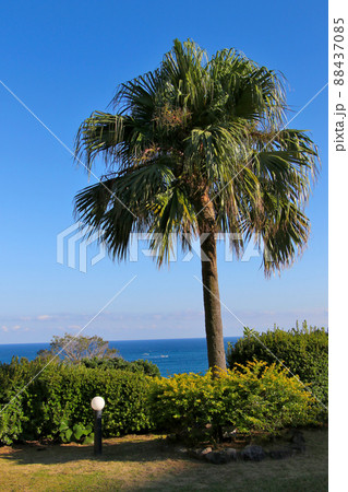 屋久島　屋久島グリーンホテル　近辺散策　ソテツヤシ 88437085