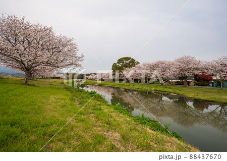春の花さくらの咲く風景 春の花さくらの咲く風景 88437670