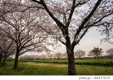 春の花さくらの咲く風景 88437679