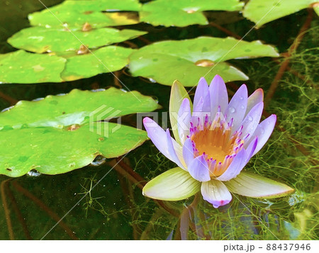 水面に淡い紫色の美しいスイレンの花 88437946