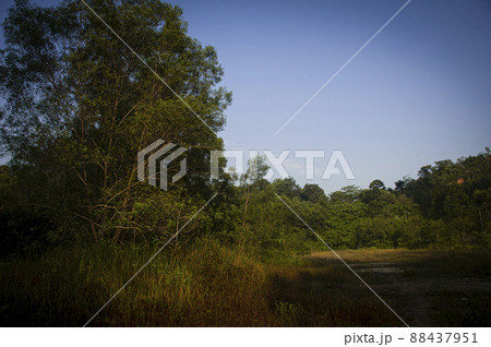Nature view of trees and blue sky background. Nature concept 88437951