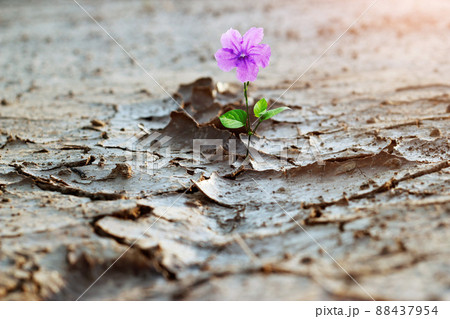 Purple flower growing on crack street, new life, hope concept. 88437954