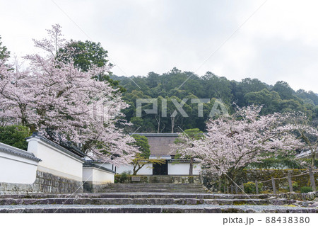 専門道場の満開の桜(南禅寺) 京都 専門道場の満開の桜(南禅寺) 京都 88438380