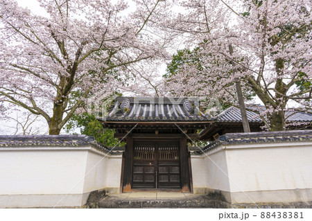 専門道場の満開の桜(南禅寺) 京都 専門道場の満開の桜(南禅寺) 京都 88438381