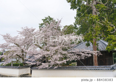 専門道場の満開の桜(南禅寺) 京都 専門道場の満開の桜(南禅寺) 京都 88438383