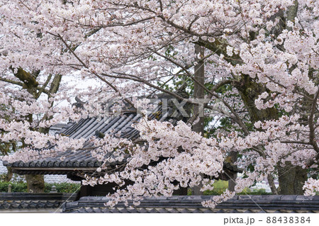 専門道場の満開の桜(南禅寺) 京都 専門道場の満開の桜(南禅寺) 京都 88438384