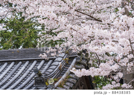 専門道場の満開の桜(南禅寺) 京都 専門道場の満開の桜(南禅寺) 京都 88438385