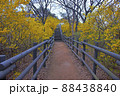 風景 公園 道 88438840