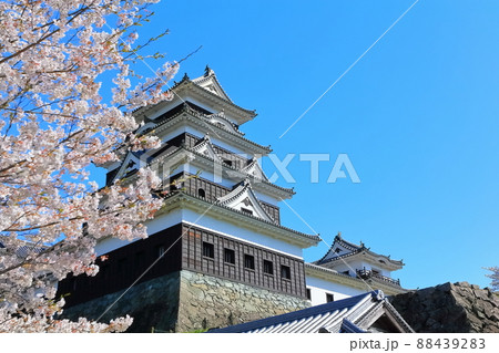 【愛媛県】桜咲く春の大洲城 88439283