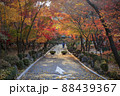 木 紅葉 落葉 88439367