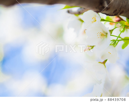 桜イメージ 88439708