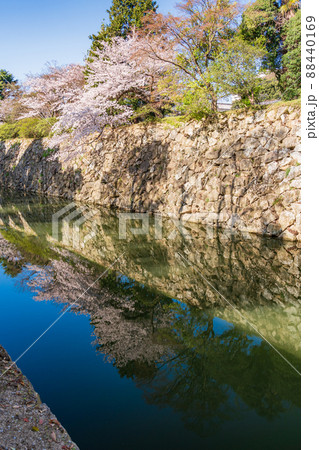 (兵庫県)世界遺産・姫路城 お堀の桜 (兵庫県)世界遺産・姫路城 お堀の桜 88440169
