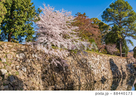（兵庫県）世界遺産・姫路城　お堀の桜 88440173