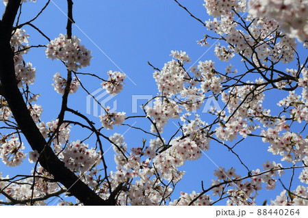 玉川堤の桜　【京都府井手町】 88440264