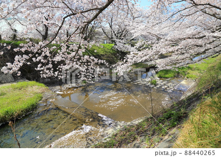 玉川堤の桜 【京都府井手町】 玉川堤の桜 【京都府井手町】 88440265