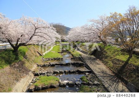 玉川堤の桜 【京都府井手町】 玉川堤の桜 【京都府井手町】 88440268