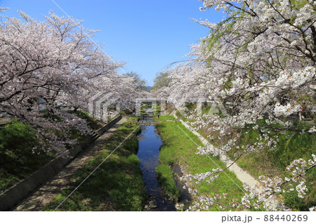 玉川堤の桜 【京都府井手町】 玉川堤の桜 【京都府井手町】 88440269