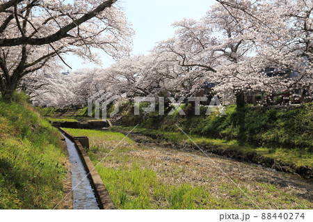 玉川堤の桜 【京都府井手町】 玉川堤の桜 【京都府井手町】 88440274