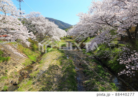 玉川堤の桜 【京都府井手町】 玉川堤の桜 【京都府井手町】 88440277