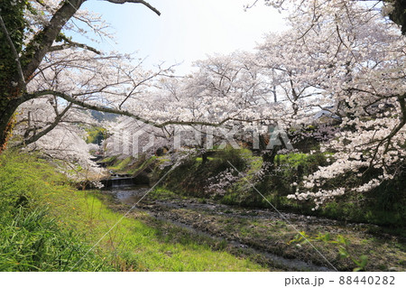 玉川堤の桜 【京都府井手町】 玉川堤の桜 【京都府井手町】 88440282
