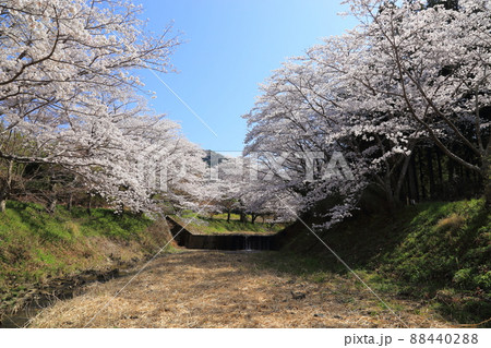 玉川堤の桜 【京都府井手町】 玉川堤の桜 【京都府井手町】 88440288