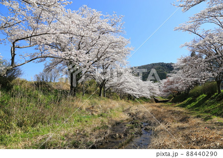 玉川堤の桜 【京都府井手町】 玉川堤の桜 【京都府井手町】 88440290