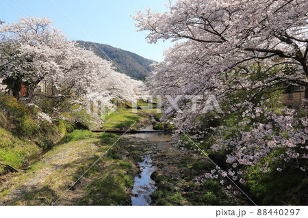 玉川堤の桜 【京都府井手町】 玉川堤の桜 【京都府井手町】 88440297