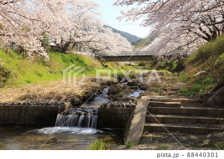 玉川堤の桜 【京都府井手町】 玉川堤の桜 【京都府井手町】 88440301