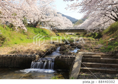 玉川堤の桜 【京都府井手町】 玉川堤の桜 【京都府井手町】 88440302