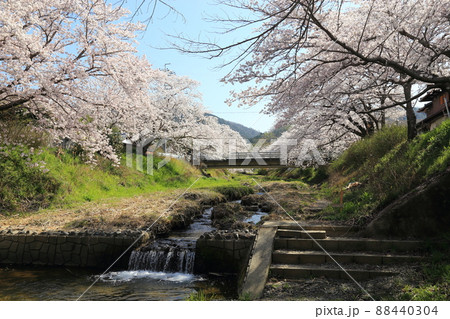玉川堤の桜 【京都府井手町】 玉川堤の桜 【京都府井手町】 88440304