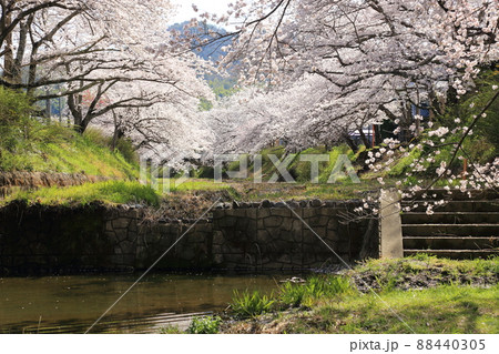 玉川堤の桜　【京都府井手町】 88440305