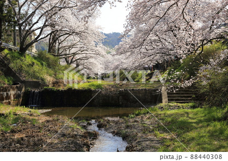 玉川堤の桜 【京都府井手町】 玉川堤の桜 【京都府井手町】 88440308