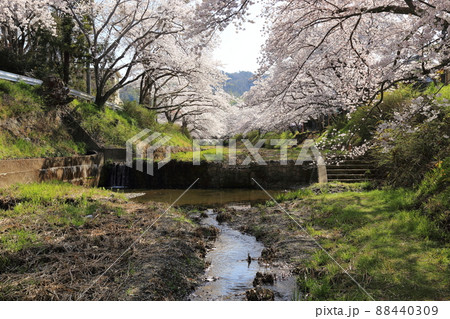 玉川堤の桜 【京都府井手町】 玉川堤の桜 【京都府井手町】 88440309