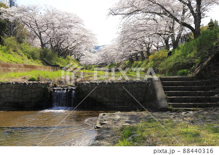 玉川堤の桜　【京都府井手町】 88440316