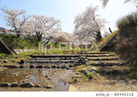 玉川堤の桜 【京都府井手町】 玉川堤の桜 【京都府井手町】 88440318