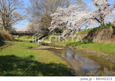 玉川堤の桜　【京都府井手町】 88440323