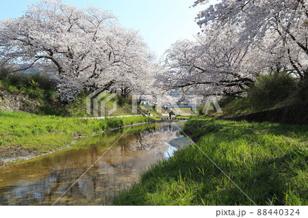 玉川堤の桜 【京都府井手町】 玉川堤の桜 【京都府井手町】 88440324