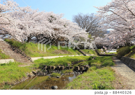 玉川堤の桜 【京都府井手町】 玉川堤の桜 【京都府井手町】 88440326